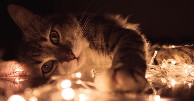 17 lutego to Światowy Dzień Kota. Świetna okazja do adopcji kitku ze schroniska! (fot.pexels.com)
