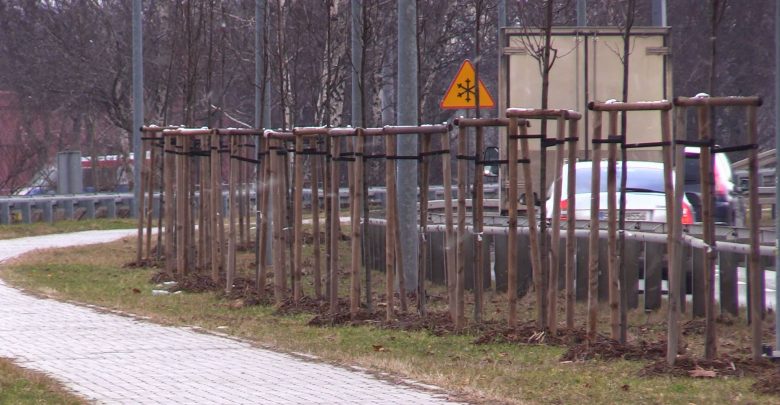 W Katowicach ruszyła trzecia edycja akcji „wCOP drzewo". Mieszkańcy mogą wskazywać miejsca, w których, ich zdaniem, powinny zostać posadzone drzewa.