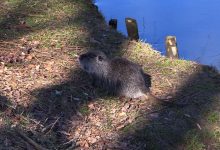 Szare, białe, a nazywają się myocastor coypus. Gigantyczne szczury? Zobaczcie, co zamieszkało w Rybniku