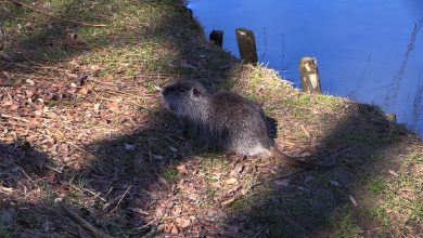 Szare, białe, a nazywają się myocastor coypus. Gigantyczne szczury? Zobaczcie, co zamieszkało w Rybniku