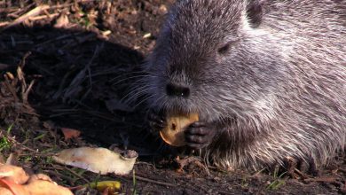 Szare, białe, a nazywają się myocastor coypus. Gigantyczne szczury? Zobaczcie, co zamieszkało w Rybniku