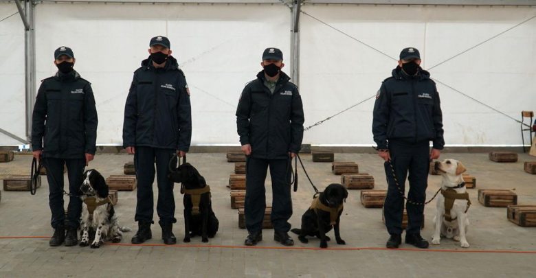 Psy służbowe "skarbówki", jako pierwsze w Polsce pomogą w wykrywaniu COVID-19 (fot.Ministerstwo Finansów)