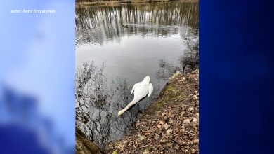 Martwe łabędzie w Tychach to nie ptasia grypa. Wykluczyły to badania i sekcja