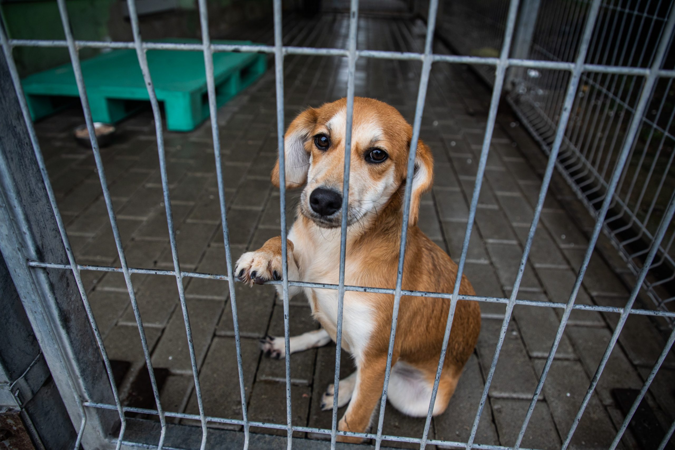 Bezdomnym zwierzętom mają być zapewnione miejsca w Miejskim Schronisku dla Bezdomnych Zwierząt Reksio. W ramach opieki nad wolno żyjącymi kotami zdecydowano o sezonowym dokarmianiu, poddawaniu ich zabiegom sterylizacji lub kastracji oraz implantacji mikroczipów. [fot. Paweł Sowa / UM Bielsko-Biała]