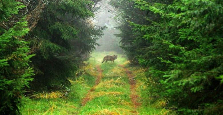 Wataha wilków w lasach Nadleśnictwa Świerklaniec! Co zrobić, gdy spotkasz wilka?