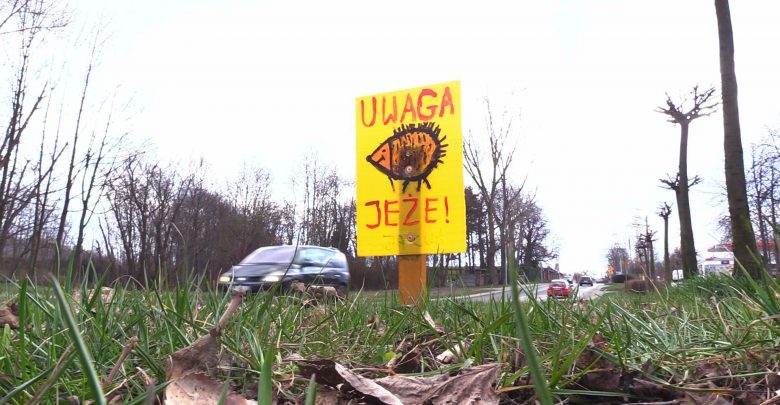 Słitaśne znaki z jeżami i dzikami pojawiły się w Mysłowicach. Kto je ustawia przy drogach?