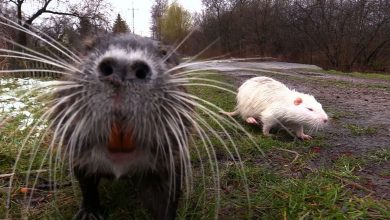 Nutrie z dzielnicy Byczyna w Jaworznie ponownie stały się lokalną atrakcją. Jak szacują mieszkańcy, jest ich już nawet kilkadziesiąt