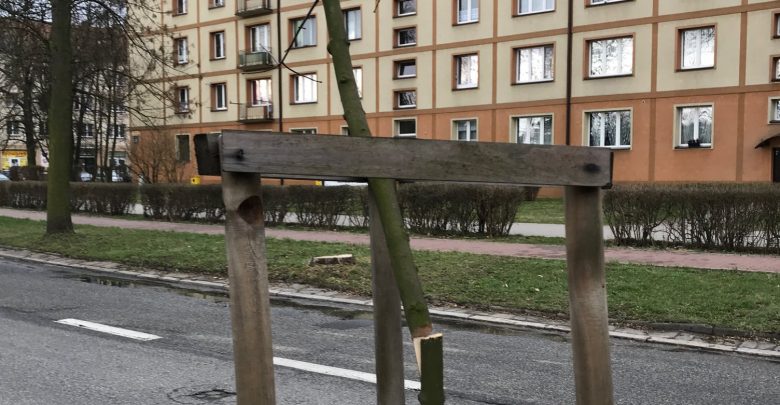 Jakiś DZBAN znów zniszczył drzewa w Tychach! [ZDJĘCIA]. Fot. FB/Andrzej Dziuba – Prezydent Tychów