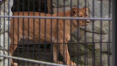 Chorzowskie zoo ma nową lwicę. To Annona