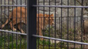 Chorzowskie zoo ma nową lwicę. To Annona