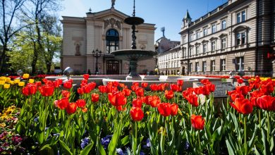 Tulipany przed Teatrem Polskim w ubiegłym roku. [fot. Paweł Sowa / UM Bielsko-Biała]