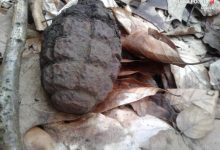 Szyszka "urwiłapka"? Taki "gatunek" znaleziono pod Gliwicami. Granat ma ponad 70 lat (fot.Policja Gliwice)
