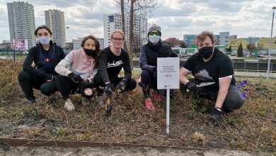 Katowice: Firma Fujitsu upiększyła skarpę przy Muzeum Śląskim (fot.UM Katowice)