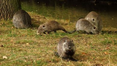 Rybnik: Bulwary nad Nacyną również dla nutrii. Zwierzątka będą miały specjalne placyki (fot.UM Rybnik)