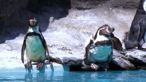 W Śląskim Ogrodzie Zoologicznym znów można podziwiać pingwiny. Z powodu wyjątkowo chłodnej wiosny, dopiero teraz pojawiły się na wybiegu zewnętrznym