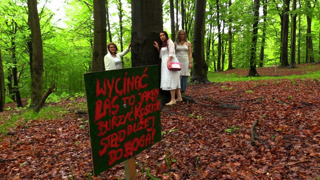 Zaślubiny z murckowskimi bukami. Mimo padającego deszczu i przy akompaniamencie skrzypiec kobiety ubrane na biało dokonały w niedzielę symbolicznych zaślubin z 200-letnimi bukami w lesie murckowskim