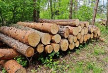 W Mysłowicach zniknie 11 hektarów lasu? W dzielnicy Kosztowy trwa wycinka drzew (foto: Fatima Orlińska)