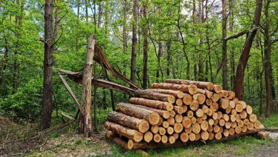 Na terenie dzielnicy Kosztowy w Mysłowicach trwa wycinka drzew. Według wstępnych założeń z powierzchni ma zniknąć aż 11 hektarów lasu, czemu sprzeciwili się mieszkańcy (fot.Fatima Orlińska)