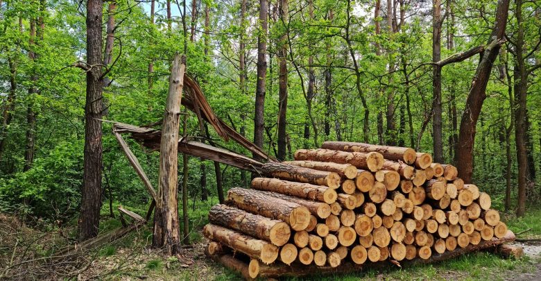 Na terenie dzielnicy Kosztowy w Mysłowicach trwa wycinka drzew. Według wstępnych założeń z powierzchni ma zniknąć aż 11 hektarów lasu, czemu sprzeciwili się mieszkańcy (fot.Fatima Orlińska)