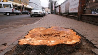 Katowice: Prokuratura umorzyła postępowanie ws. wycinki 100-letnich kasztanowców