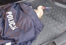 Bocian z połamanymi nogami trafił do policyjnego radiowozu. Został starszym aspirantem