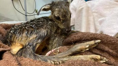 Policjanci odcięli młode sarniątko od pępowiny sarny potrąconej przez samochód. fot. FB/Ośrodek Rehabilitacji „Mysikrólik” - Na Pomoc Dzikim Zwierzętom w Bielsku-Białej