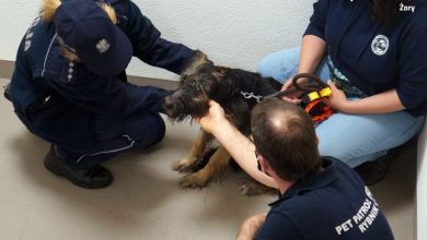 Policja z Żor odebrała właścicielowi psa. Zwierzę skomlało godzinami. Fot. Policja Śląska