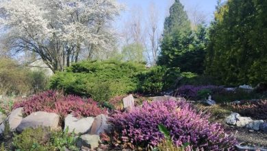 Dziś otwiera się Miejski Ogród Botaniczny w Zabrzu. Fot. UM Zabrze