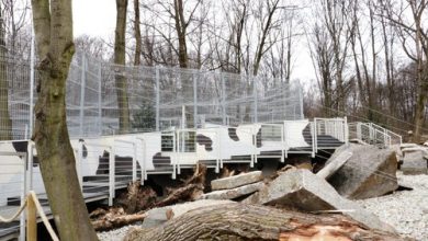 Pantery śnieżne ze śląskiego ZOO mają nowy wybieg. To inwestycja z Marszałkowskiego Budżetu Obywatelskiego (fot.Śląski Ogród Zoologiczny)