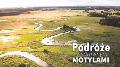 Podróże z Wędrownymi Motylami