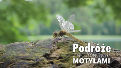 Podróże z wędrownymi motylami - Suwalszczyzna