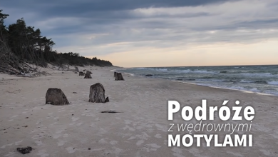 Podróże z Wędrownymi Motylami - Bałtyk - sob. 10:50, nd. 09:45