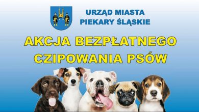 Zaczipuj swojego psa, czyli akcja bezpłatnego czipowania psów w Piekarach Śląskich (fot.UM Piekary Śląskie)