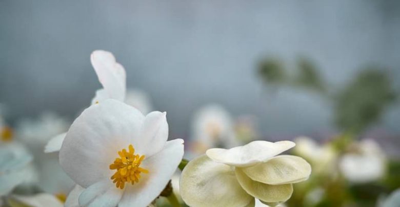 15 maja obchodzony jest Dzień Polskiej Niezapominajki. Tego dnia o godz. 11.00 w Miejskim Parku Solidarności w Tychach (w pobliżu pomnika Niepodległa) rozpocznie się akcja sadzenia ok. 2000 białych begonii. [fot. UM Tychy]