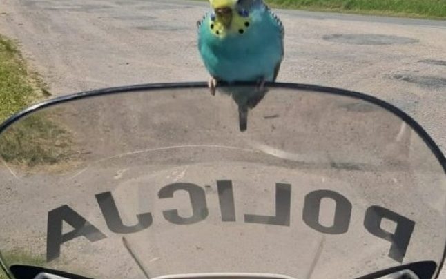 Papuga postanowiła skontrolować pracę patrolu policji ;) (fot.policja.pl)