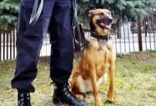 Sejm przyjął projekt ustawy regulującej status zwierząt w służbach mundurowych (fot.KPP Bielsk Podlaski)
