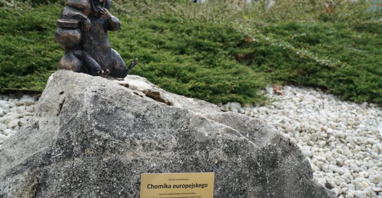 Jaworzno ma kolejny pomnik chomika europejskiego. Fot. UM w Jaworznie