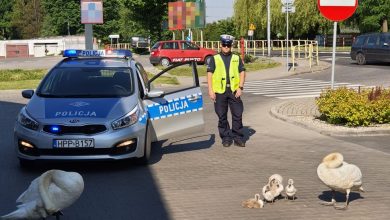 Łabędzie na spacerze. Pomogła im policja [WIDEO]. Fot. KMP Bytom