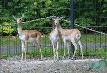 Przyjazd antylop indyjskich nie spowodował zniknięcia wikunii ze Śląskiego Zoo. Obecnie zwierzęta przebywają na wybiegu w sąsiedztwie jeleni milu. [Śląski Ogród Zoologiczny]