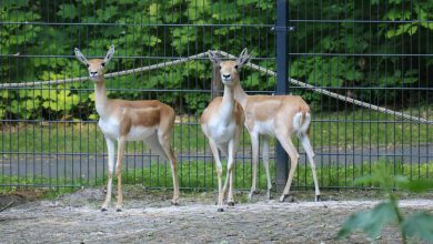 Przyjazd antylop indyjskich nie spowodował zniknięcia wikunii ze Śląskiego Zoo. Obecnie zwierzęta przebywają na wybiegu w sąsiedztwie jeleni milu. [Śląski Ogród Zoologiczny]