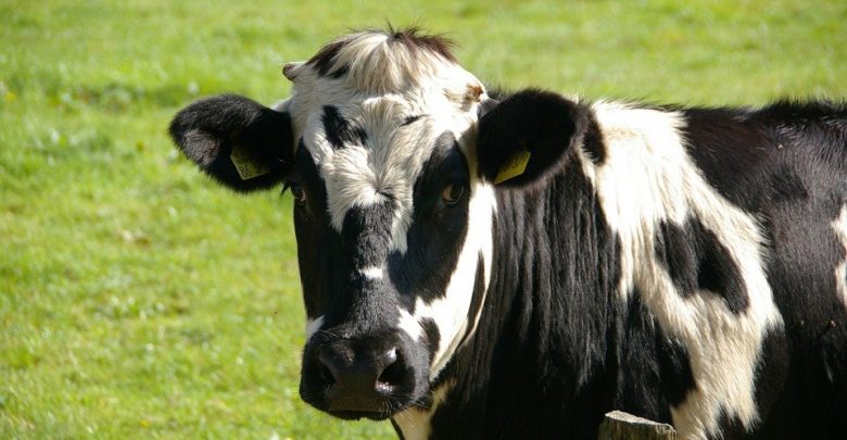 63-latek uderzony przez krowę. Rolnik nie żyje (fot.poglądowe/www.pixabay.com)
