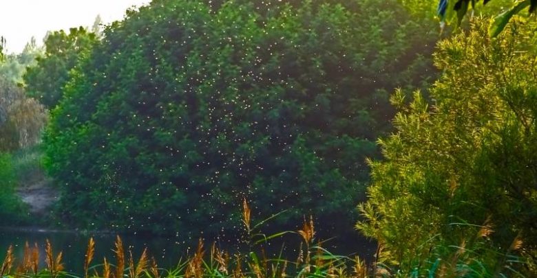 Odkomarzanie i odkleszczanie w Tychach. Prosi się o niewchodzenie do parków (fot.UM Tychy)