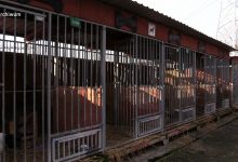 Schroniska dla bezdomnych zwierząt w Mysłowicach już nie ma. Zlokalizowane było zbyt blisko targowiska i musiało zostać zamknięte. Nie do wszystkich ta informacja już dotarła.