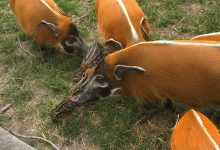 Pumba, Mela i Jagoda. To rodzice ośmiu małych, słodkich świnek z ZOO w Chorzowie