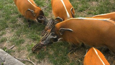 Pumba, Mela i Jagoda. To rodzice ośmiu małych, słodkich świnek z ZOO w Chorzowie