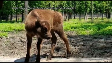 Jakie imię ma nosić mała żubrzyca z Pszczyny? Ruszył konkurs, każdy może zgłosić pomysł