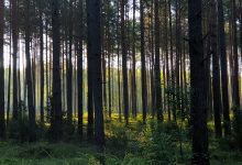 Rozpoczęła się inwentaryzacja lasów. Co ma na celu? (fot.UM Bielsko-Biała)