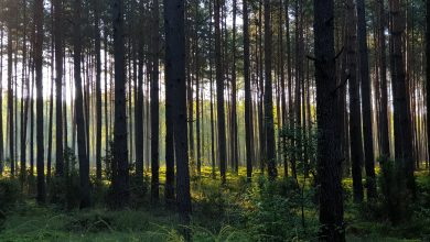 Rozpoczęła się inwentaryzacja lasów. Co ma na celu? (fot.UM Bielsko-Biała)