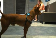 Sosnowiec we współpracy ze schroniskiem dla bezdomnych zwierząt przeprowadza akcję darmowej kastracji i sterylizacji psów oraz kotów