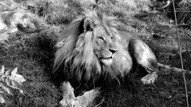 Nie żyje Bolek – lew ze Śląskiego Ogrodu Zoologicznego. Miał 6 lat. Fot. FB/Śląski Ogród Zoologiczny